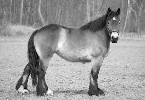 Een andere methode om het gewicht van een paard te schatten aan de hand van de borstomvang en de lengte, maakt gebruik van formules.