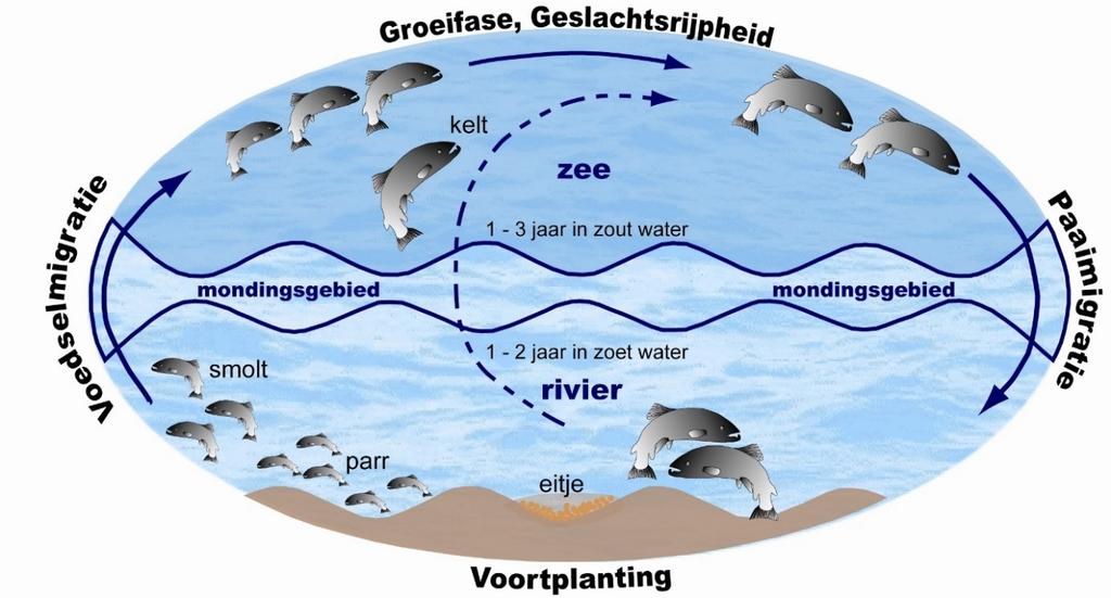 2. Hoe is het Masterplan trekvissen Rijn ontstaan? 2.