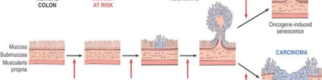 Fig. from