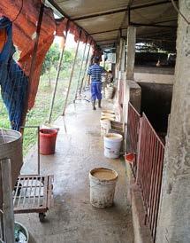 Diergezondheid De afgelopen jaren kende men in Vietnam geen grote uitbraken van ziekten in de veehouderij. In de varkenshouderij zijn met name salmonella, pasteurellose en vlekziekte van belang.
