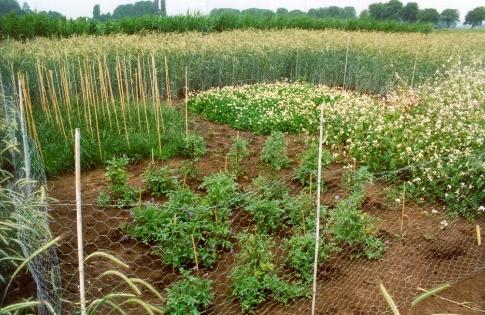 Plant activiteiten / onderzoek genenbank met zaadcollecties concentreren op groentes afgifte 6000 monsters/jaar voor onderzoek, veredeling & onderwijs ondersteunen on farm & in situ activiteiten in