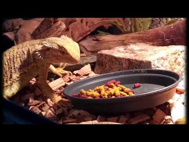 Het eten van insecten voor dieren Het eten van insecten kan ook worden ingezet bij het voeren van dieren.