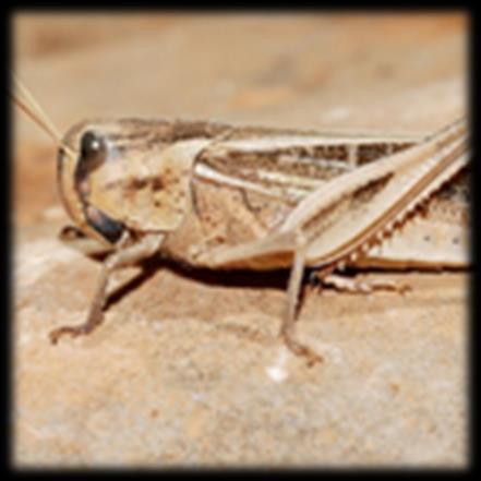 Wat heb je nodig om insecten te kweken? Wat je precies nodig hebt, ligt aan de insectensoort die je wil kweken. Dit kun je vinden op de website van ons project Entomospeed.