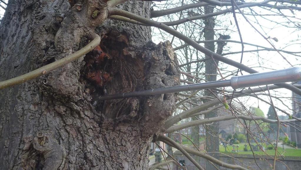 Op een hoogte van circa 4 m is in het rechter stamdeel van boom 2324 een inrottende snoeiwond aanwezig.