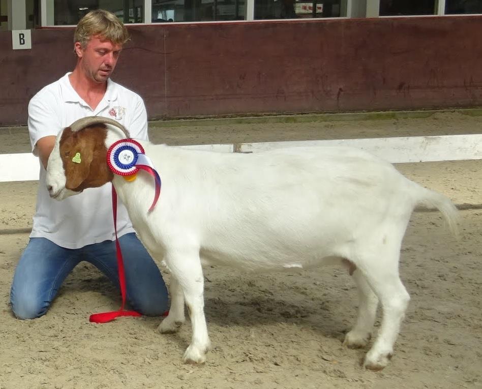 NOG keuring Heeten, 9 september 2017 Kampioen