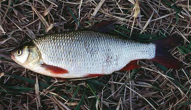eurytope riviervissen die tolerant zijn voor vervuiling geen rekrutering