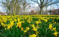 000 bloembollen Banen Vlak Landelijke stijl 20 / m 2 Tuinbouwstijl 40 / m 2 Bloeiperiode 6 weken Continuïteit