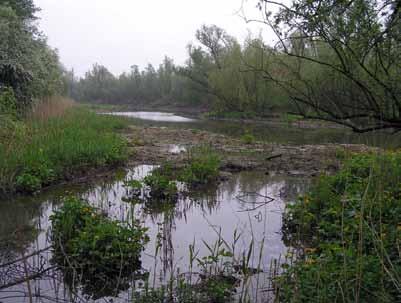 4 Toestand waterkwaliteit De waterkwaliteit in Rijn-West is in 2013 in grote lijnen stabiel gebleven.