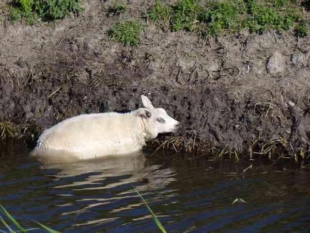 Te water In de gebieden met sloten en vaarten komen dieren van veehouders wel eens in nood. In dit geval kon een Schaap, met een vacht vol water, niet meer zelfstandig het land betreden.