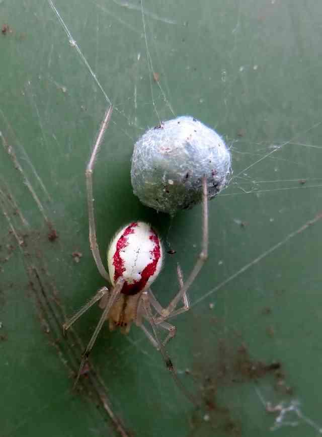 Spinnen Spinnen hebben een belangrijke functie in het leven.