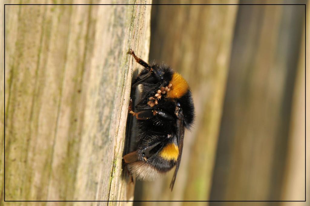 De Wiershoeck- Kinderwerktuin, maandag 10 en woensdag 12 maart 2014 Beste natuurliefhebber/- ster, Door omstandigheden heb ik een week over moeten slaan, maar gelukkig kon ik de afgelopen week zowel