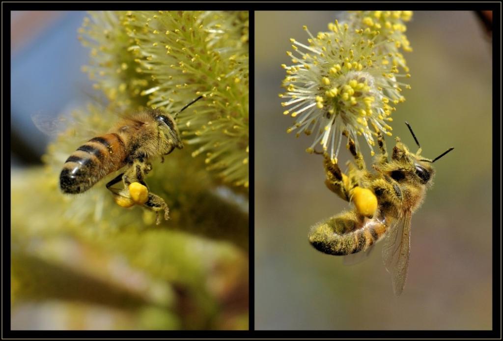 Ik zag tientallen honingbijen met mooi gekleurde bolletjes stuifmeel aan hun achterpoten. Zo te zien heeft de honingbij rechts een druppel nectar aan de mond.