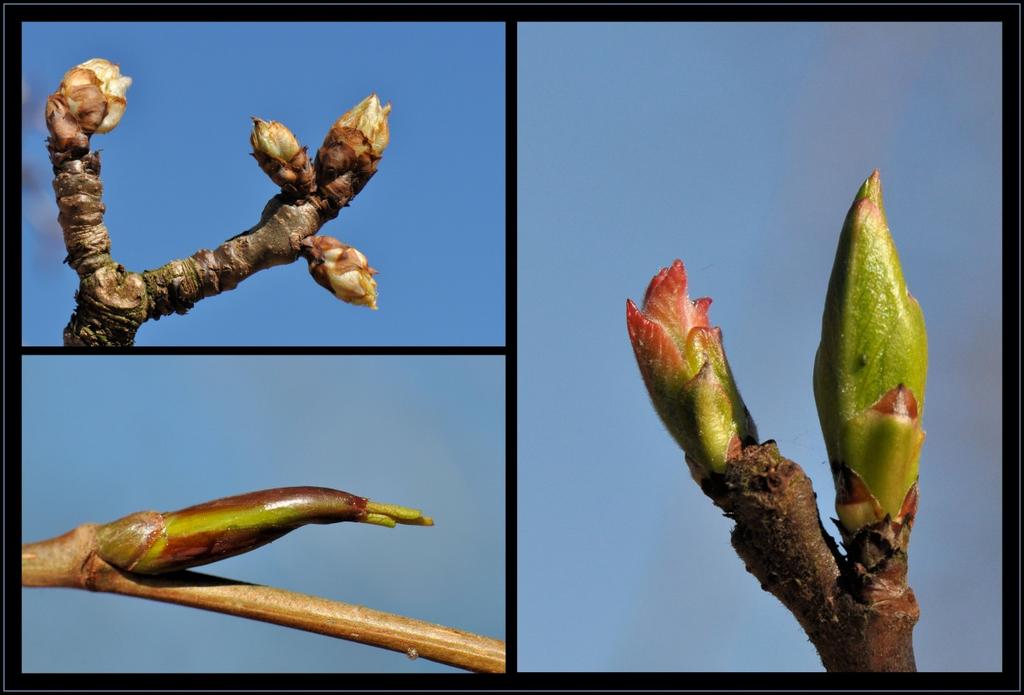 Maar ook elke struik en boom heeft zo zijn eigen, bij hem passende manier om tot ontwikkeling te komen.