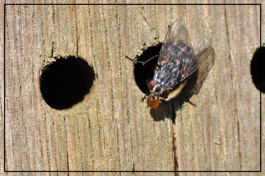 Vliegen kunnen vaste stoffen niet direct opnemen, maar zijn wel in staat het speeksel te gebruiken door dit op het voedsel aan te brengen waarna de voedseldeeltjes worden vermengd en het alsnog kan
