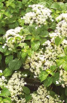 Hydrangea macrophylla Little