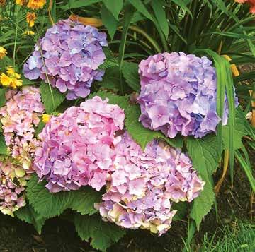 957-10 Hortensia Hydrangea