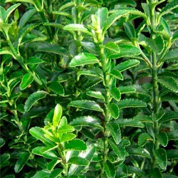 Euonymus japonicus