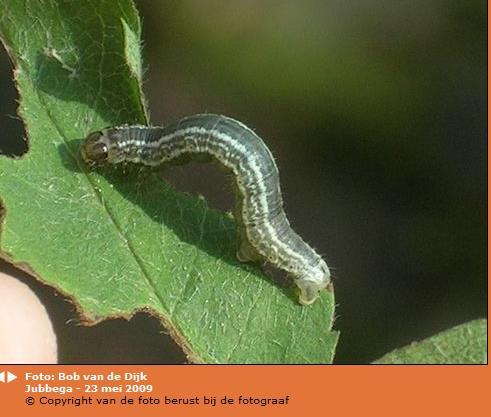 Levenscyclus De speldenknopgrote rupsen komen in het voorjaar uit hun eitjes. De rups is een spanrups (verplaatst zich al lussen makend).