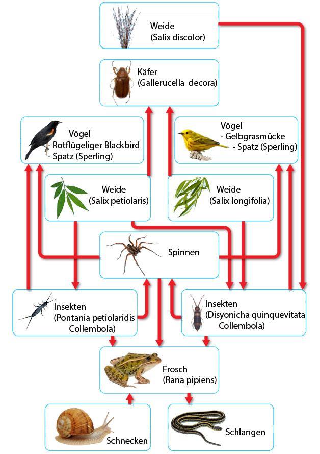 Insecten staan aan de basis van de voedselketen May Berenbaum (Entomologe, University of Illinois) NZZ Folio 07/01 - Thema: Käfer und Co De meeste vogels, zoetwatervissen, reptielen, amfibiën en