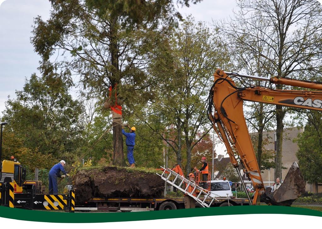 Professionals die actief zijn als boomverzorger, boomtechnisch adviseur, boomveiligheidscontroleur, boombeheerder, producent,