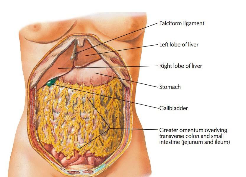 Anatomie colon Omentum