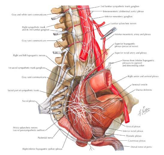 Nervus hypogastrica