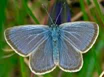 R Luisterpunt 6 bij het heideveld. Aan het eind van de zomer kunt u hier een bijzonder vlindertje tegenkomen, namelijk het gentiaanblauwtje.