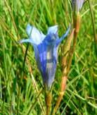Op dit heideveld moeten in juli en augustus de gentiaanklokjes bloeien. T De eitjes van het gentiaanblauwtje worden afgezet op de bloemen en de kelkbladeren van deze klokjesgentiaan.