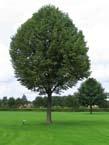 bomen Hier wordt specifiek gekeken naar het onderdeel bomen in het groen. Bomen hebben in de openbare ruimte een belangrijke stedenbouwkundig-ruimtelijke functie.