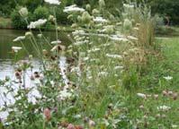 natuurvriendelijke oevers Natuurvriendelijke oevers hebben een grote diversiteit aan kruiden en overige beplanting en hebben een flauwer aflopend talud.