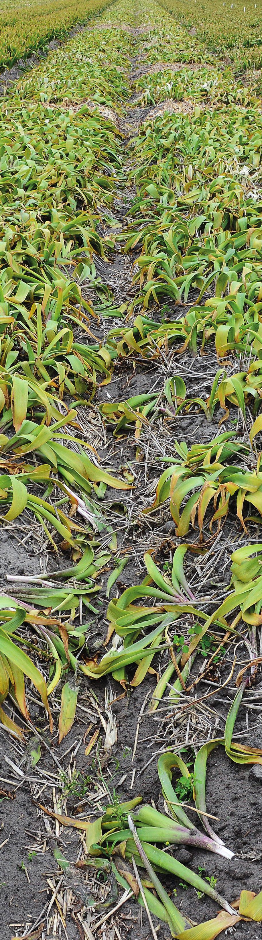 De bacterieziekte geelziek baart in hyacint zorgen. aanpak van Trichodoride-aaltjes.