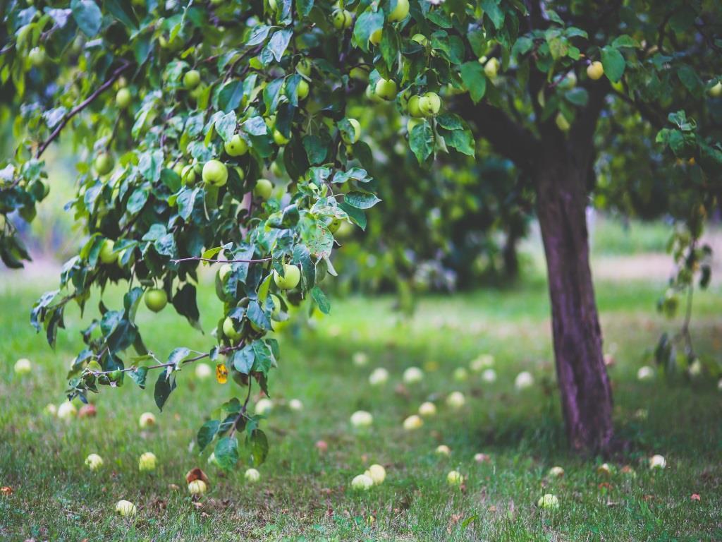 Genesis 3:19 HSV In het zweet van uw gezicht zult u brood eten, totdat u tot de aardbodem