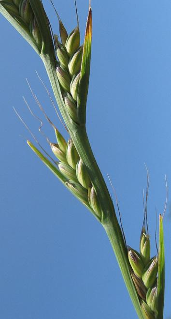 Het ONKRUID tussen de tarwe Het ONKRUID dat geen ONKRUID is Zodra de aren te voorschijn komen, is het verschil duidelijk te zien.