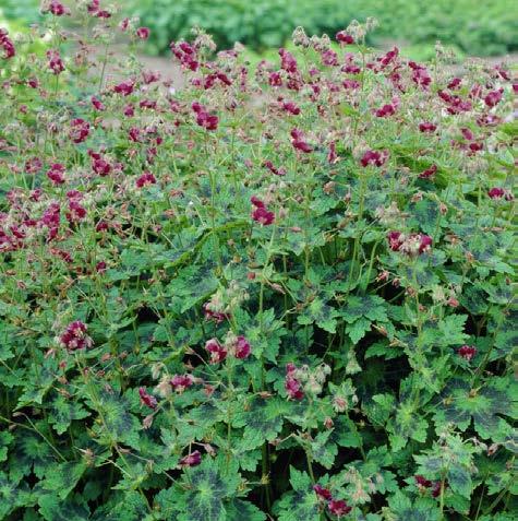 Salvia nemerosa Carradonna