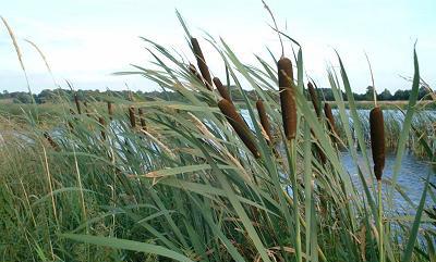 salicaria Robert 20% Typha