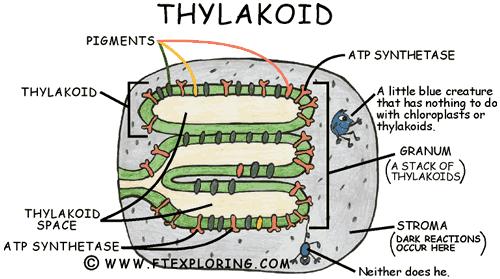 Chlorofyl en enzymsystemen in