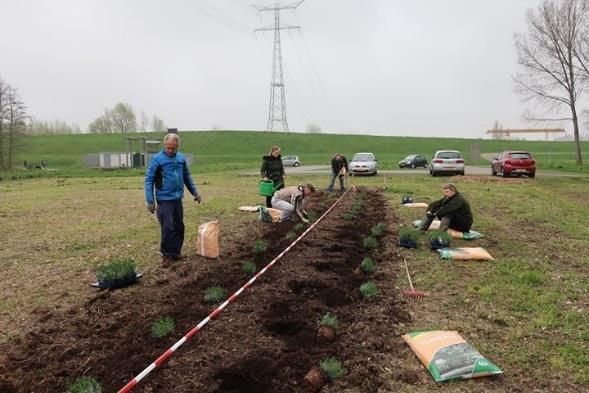 De lavendel planten hebben in het begin veel water nodig om de wortels goed