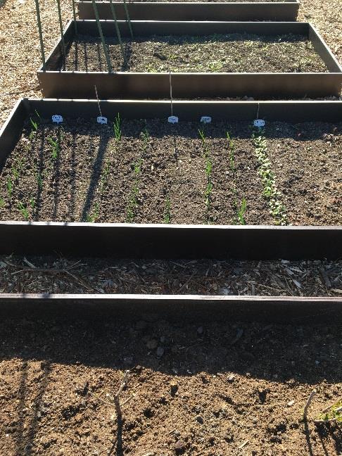 Nachtvorst De koude week in april heeft helaas nog vorstschade veroorzaakt op de jonge plantjes.