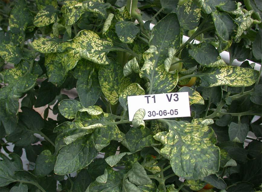 De varianten GAC-V1 en GAC-V2 gaven bij alle negen cultivars lichte virussymptomen, zoals licht trekken van het blad in de kop,