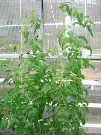 Maar in 2004 kwamen er bij de diagnostische service van Groen Agro Control (GAC), steeds meer tomatenplanten binnen met symptomen als ernstige groeivertraging, necrose op blad en stengel en