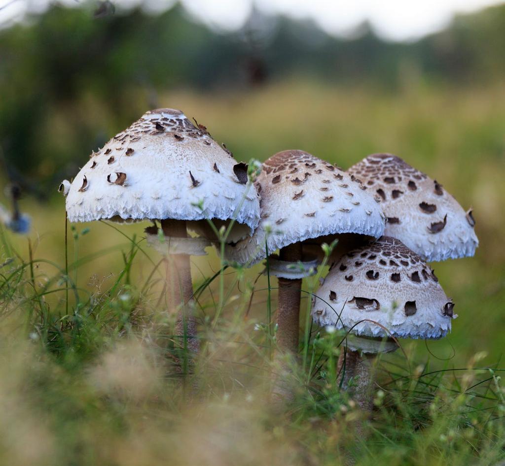 1 RECHTENVRIJ BEELD Hier vind je een link om rechtenvrije foto s van herfst op de Veluwe te downloaden. Op al het beeldmateriaal berust auteursrecht.