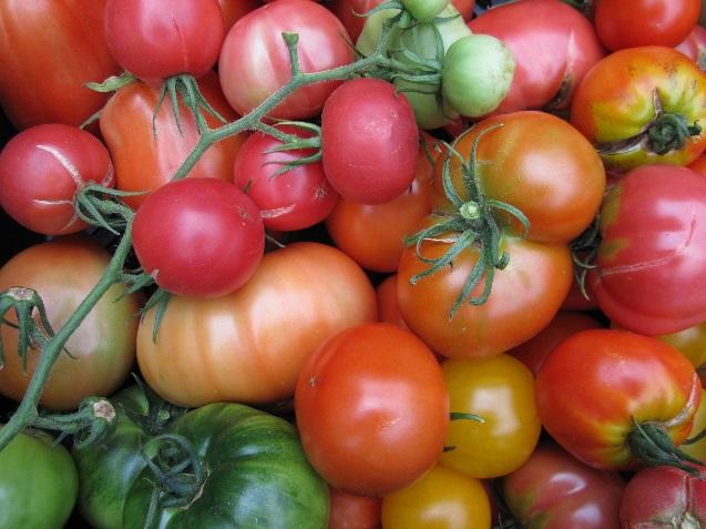 groep tomaten/paprika s beschrijven volgens de formulieren