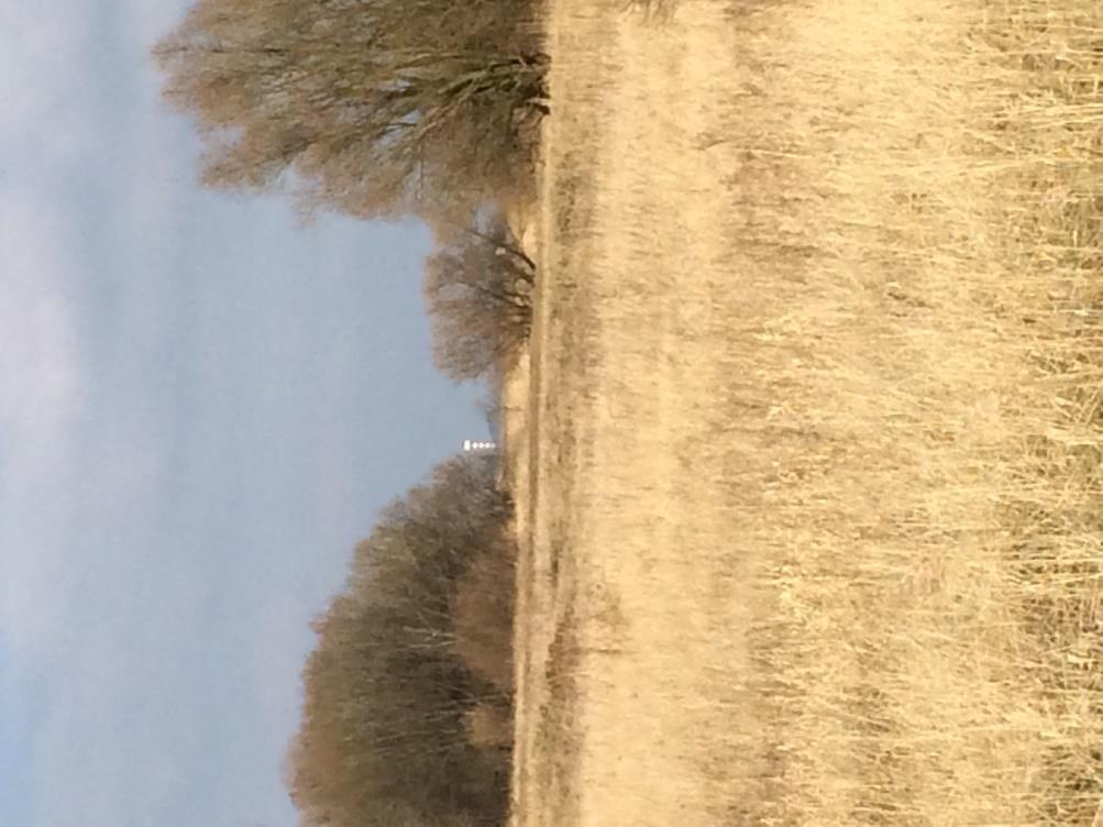 Een prachtig landschap met grassen en wilgen,