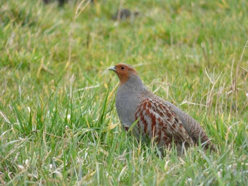 3.7 Krakeend Krakeenden zijn met 4 territoria aanwezig. Gezien het late broedseizoen van deze eendensoort, is niet duidelijk of de vogels succesvol geweest zijn. 3.