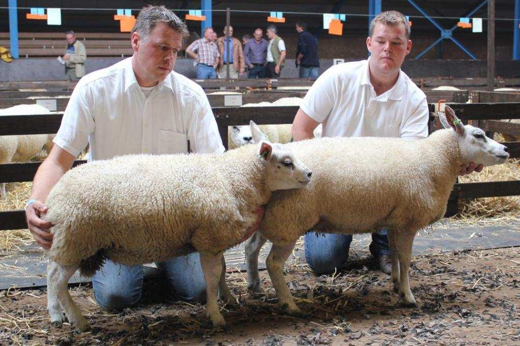 1-jarige ooi met lammeren Om de inzenders van deze rubrieken een extra hart onder de riem te steken gaan we wat uitgebreider op die inzendingen in. Het zijn de bedrijven Comb.