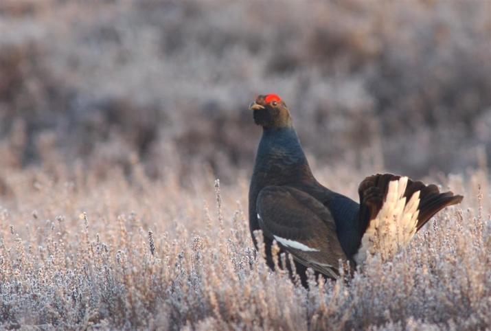 Bereikte resultaten heidebeheer voedselkwaliteit voor herbivore fauna; belang van akkers vennen tijdelijke droogval