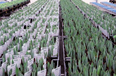 Als men gedurende een groot deel van de winter pottulpen wil produceren kan men ervoor zorgen dat wekelijks tulpen geplant en in de kas gebracht worden.