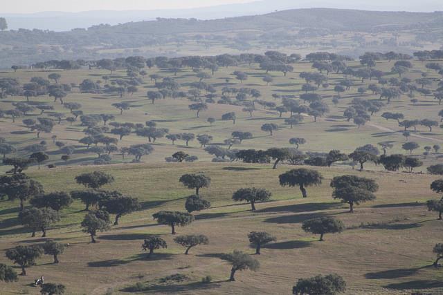 Montado/Dehesa systeem in Portugal/Spanje Silvopastoraal systeem 4 miljoen ha