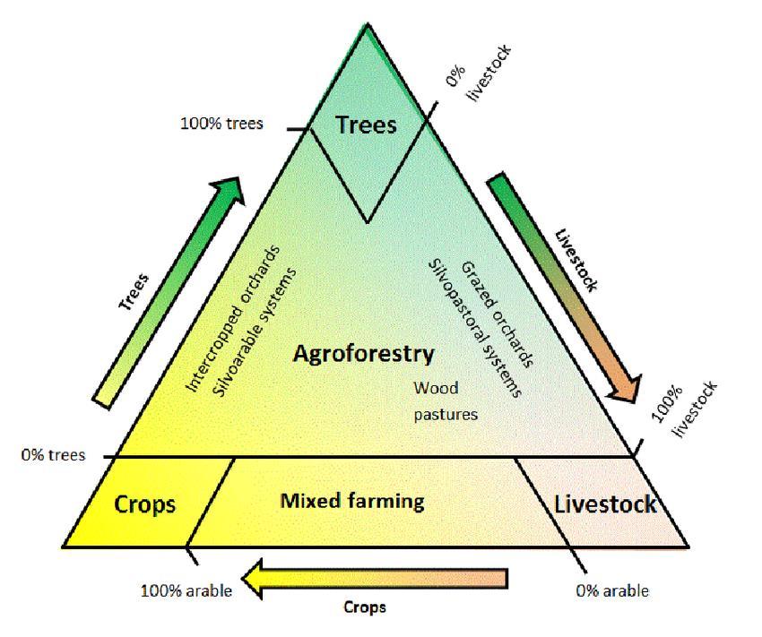 Inleiding Vorige keer zijn we met de agroforstry driehoek begonnen Agroforestrysystemen kunnen heel divers zijn Er zijn nog weinig goede voorbeeldbedrijven: