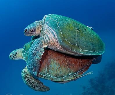 Ik ben een zeeschildpad (1).